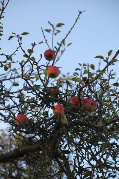 Ripe apples ready for picking